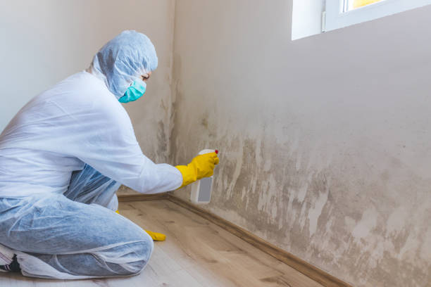 Professional mold removal team in Summit