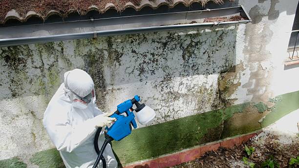 Mold Removal service in Summit